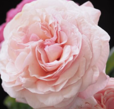 Rosa Jean De La Fontaine
