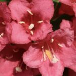 Weigelia 'Bristol Ruby'