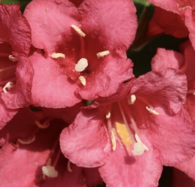 Weigelia 'Bristol Ruby'