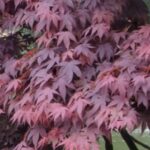Acer palmatum 'Atropurpureum'