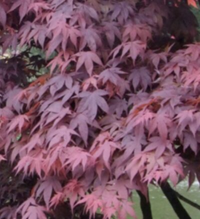 Acer palmatum 'Atropurpureum'