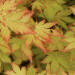 Acer palmatum 'Orange Dream'