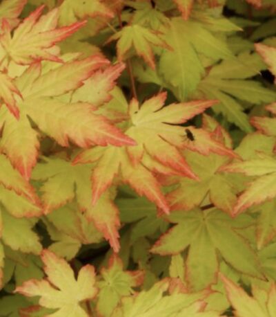 Acer palmatum 'Orange Dream'