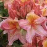 Azalea mollis 'Berry Rose'