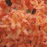 Azalea mollis 'Golden Eagle'
