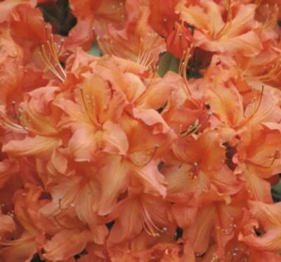 Azalea mollis 'Golden Eagle'