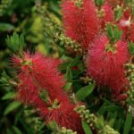 Callistemon masotti 'Mini Red'