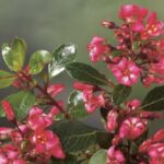 Escallonia 'Red Dream'