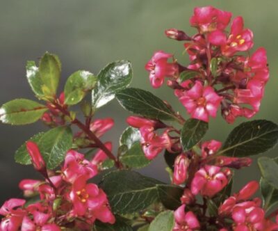 Escallonia 'Red Dream'