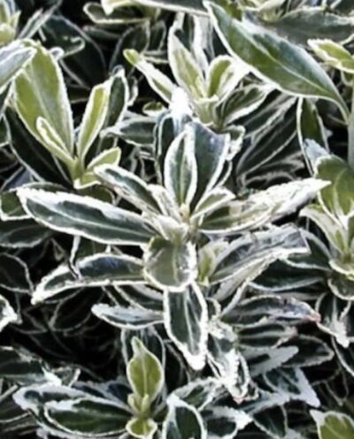 Euonymus pulchellus 'Argenteovariegatus'