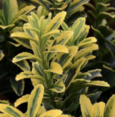 Euonymus pulchellus 'Aureovariegatus'