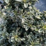 Euonymus pulchellus ‘Argenteovariegatus’ EVONIMO NANO