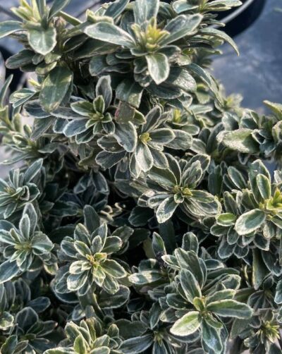 Euonymus pulchellus ‘Argenteovariegatus’ EVONIMO NANO