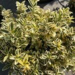 Euonymus pulchellus ‘Aureovariegatus’ EVONIMO NANO