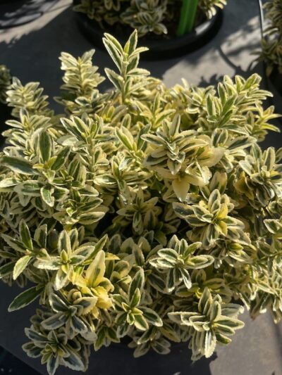 Euonymus pulchellus ‘Aureovariegatus’ EVONIMO NANO