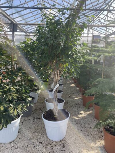 Ficus benjamin Intrecciato Vivai Frappetta