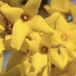 Forsythia x intermedia 'Beatrix Farrand'