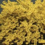 Forsythia x intermedia 'Maree d'Or'