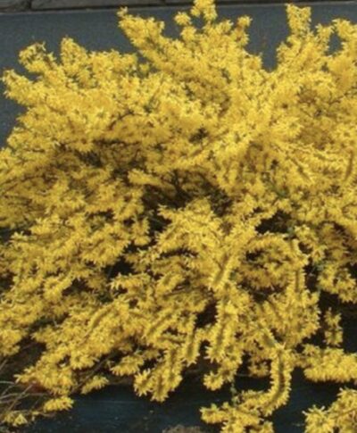 Forsythia x intermedia 'Maree d'Or'