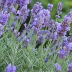 Lavandula x intermedia 'Grosso'
