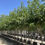 Morus platanifolia 'Fruitless' GELSO DA OMBRA 10-12