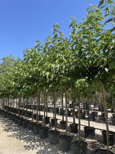 Morus platanifolia 'Fruitless' GELSO DA OMBRA 10-12