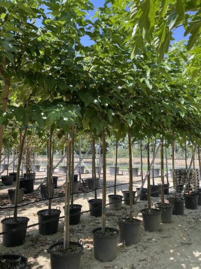 Morus platanifolia 'Fruitless' GELSO DA OMBRA 12-14