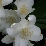 Philadelphus coronarius