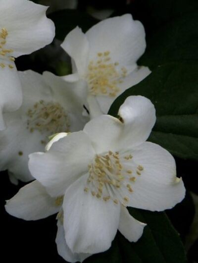 Philadelphus coronarius