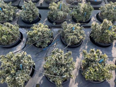 Piante di Euonymus pulchellus ‘Argenteovariegatus’ EVONIMO NANO