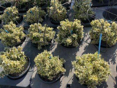 Piante di Euonymus pulchellus ‘Aureovariegatus’ EVONIMO NANO