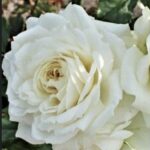 Rosa Alaska GPT