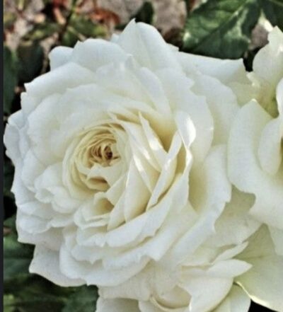 Rosa Alaska GPT