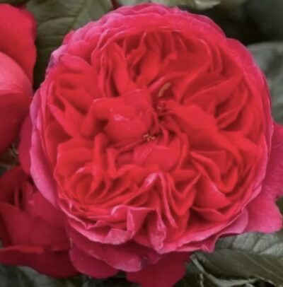 Rosa Deep Love GPT