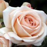 Rosa Lady Capri