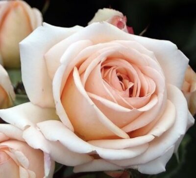Rosa Lady Capri