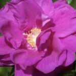 Rosa rugosa 'Dark Foxy'
