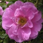 Rosa rugosa 'Foxy'