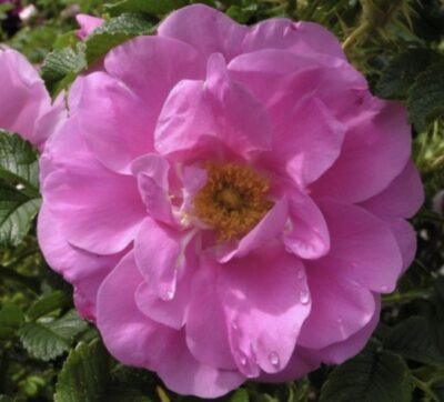 Rosa rugosa 'Foxy'