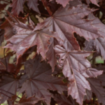 Acer platanoides 'Crimson Sentry'