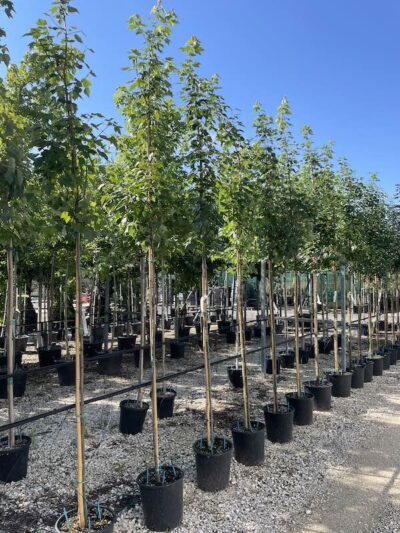 Acer rubrum 6-8 Vivai Frappetta