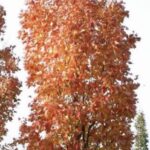 Acer rubrum 'Scanlon'