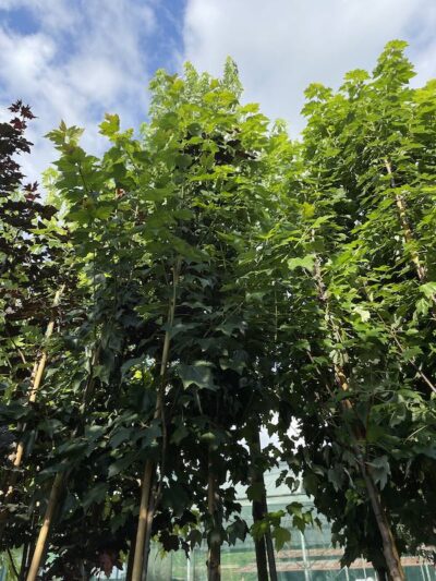 Acer rubrum 'Scanlon' ACERO ROSSO