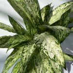 Dettaglio Dieffenbachia 'Vesuvio' Vivai Frappetta