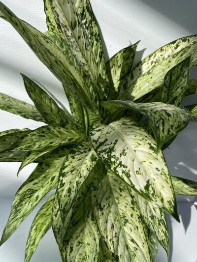 Dettaglio Dieffenbachia 'Vesuvio' Vivai Frappetta