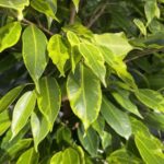 Dettaglio Ficus benjamina 'Aurea'