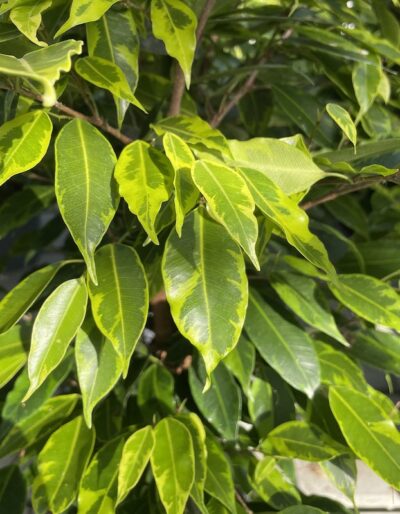 Dettaglio Ficus benjamina 'Aurea'