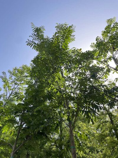 Dettaglio Pterocarya fraxinifolia