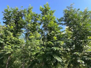 Dettaglio Pterocarya fraxinifolia Vivai Frappetta