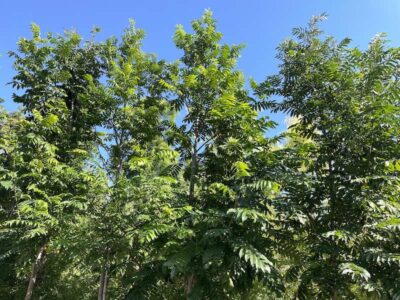 Dettaglio Pterocarya fraxinifolia Vivai Frappetta